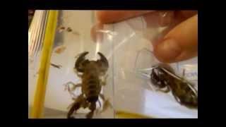 How to sex scorpions  - Black Rock Scorpions