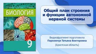 Нервная система. Тема 8. Общий план строения и функции автономной нервной системы