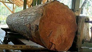 Amazing discovery of a jumbo mahogany tree trunk full of dense and fine fibers