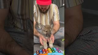 ARCTIC WOLF CUB  playing the drums  #music #drums #wolfcub