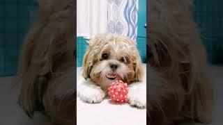 Antok yarn? Sleepy Coco the Shihtzu #shorts #cute #shihtzu #pets #shihtzulife #furbaby #dogs #coco