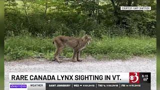 CAUGHT ON CAMERA: Man spots rare, big cat in Vermont