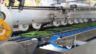 Spring Onion Processing Line 2023