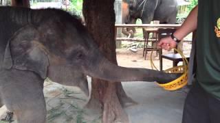 Adventures of Hair.Rice - Elephant Feeding In Phuket, Thail