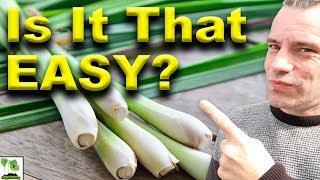 Grow Lemongrass At Home  - The Easy Way