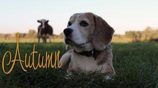 Autumn in the village | No Ordinary | Beagle fun and tricks