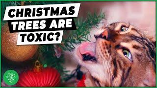 Are Christmas Trees Toxic To Cats And Dogs? | Ultimate Pet Vet