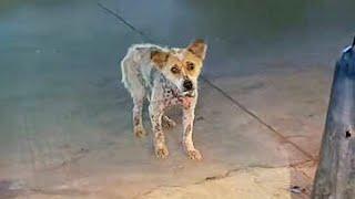 A hairless stray dog drooled at the meat stall, its eyes full of pleading and sorrow,It‘s too hungry