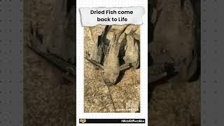Dried fish come back to life