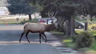 Elks in Yellowstone National Park. Elk. Wapiti. Вапити в Йеллоустон парке