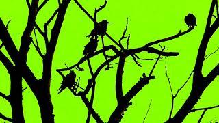 #Футаж вороны на дереве хромокей ◄4K•HD► #Footage crows on the tree chromakey