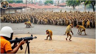 How Do Hunters And American Farmers Deal With Millions Of Wild Boars, Monkey, Baboon in the world