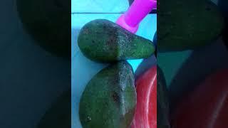 The most delicious avocado,MercyNguku The Global Traveller