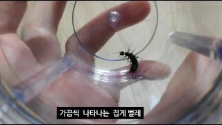 집게 벌레를 방생 했다 //  he release of insects          Dermaptera