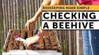 BEING A BEEKEEPER, Inspecting a Beehive with No Queen and No Eggs | Beekeeping 101