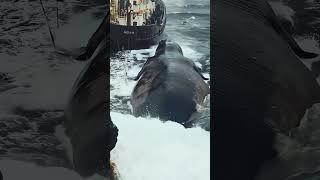 Нечто рядом с кораблём - не кит. Что это было в воде? #fishing