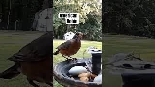 American Robin sip #robin #birds #shortsfeed #shorts #short