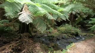 Two minute tours: Tarra-Bulga National Park