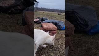 Минибулька Хрю проверяет мясо для алабаев️ #dog #alabai #собака #сао #minibull #минибуль