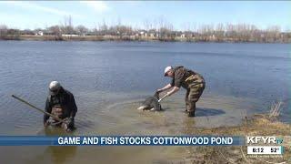 North Dakota Game and Fish stocks Cottonwood Park Pond with Northern Pike