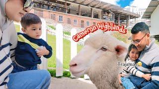 Menangis Jumpa Sheep, Check-In Hotel Cantik | Cameron Highlands