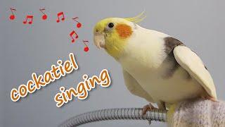 cockatiel singing kill bill and talking | Pied Cockatiel Singing Sounds | Cockatiel Whistling