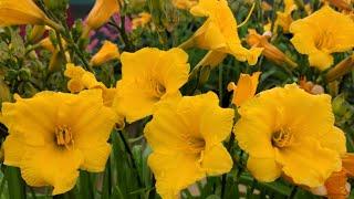 Hemerocallis Miss Mary Mary™ (Daylily) // Award Winning, Easy to Grow, Free Flowering  Perennial