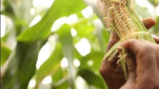 "The harvest has increased!" Conservation agriculture in Rwanda | MCC