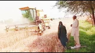 Harvester Working On Irfan Kalari Agriculture Farm DGKhan offical video