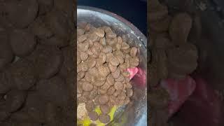 Best feed for Pitbulls Orijen regional red and Raw #apbt #orijen #shortvideo #pitbull #workingdog