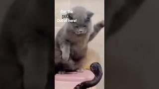 the Duck should have ducked #animal #duet #cats  #fyp #fight #funny #animalviralvideo #ducks #cute