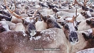 Nenets nomads and Pomor Russians in northeast Arkhangelsk Province