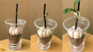 Growing Orchid Branches In Water With Garlic, Strangely It Buds And Blooms Forever