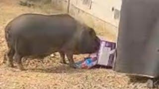 We got a pig