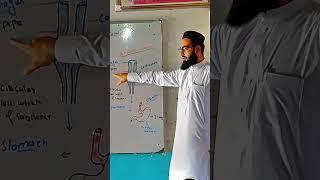 Hira School and College Mamash Khel Bannu