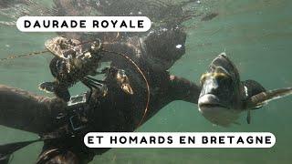 Gros bars, daurade royale de 3kg et homards - Chasse sous marine Bretagne Sud