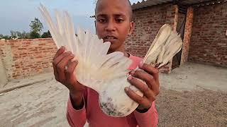 Pigeon training video | how to train Pigeon