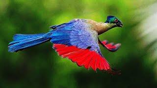 10 Most Beautiful Turacos In The World