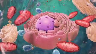 Introduction to Cell Organelles