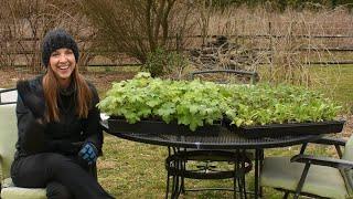 Planting Cool Flowers // Very Early Spring Hardy Annuals // Northlawn Flower Farm