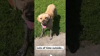 The Muddier My Dog Gets, The Happier He Is