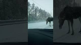 Под Приозерском в Ленобласти лось вышел на дорогу