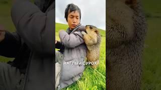 Самый наглый сурок  #истории #история #новости #новость #shorts