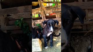 Baby  Dogs  PPuppi #dog #puppies