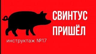 №17 – Свинтус пришёл