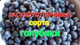 ЗАСУХОУСТОЙЧИВЫЕ сорта голубики. 3 из 30 сортов!!!