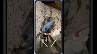 첫 무늬오징어