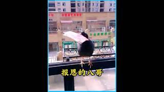 小哥救助了一只八哥，没想到它竟然每天从外面带钱回家 #animals #cute #pets