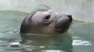 Marine Mammal Center in Marin County reopens to public