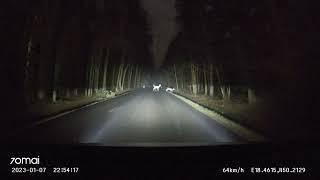 Polşada növbəti dəfə yola çıxan ceyranlar | Gazelle jumps over road #gazelle #road